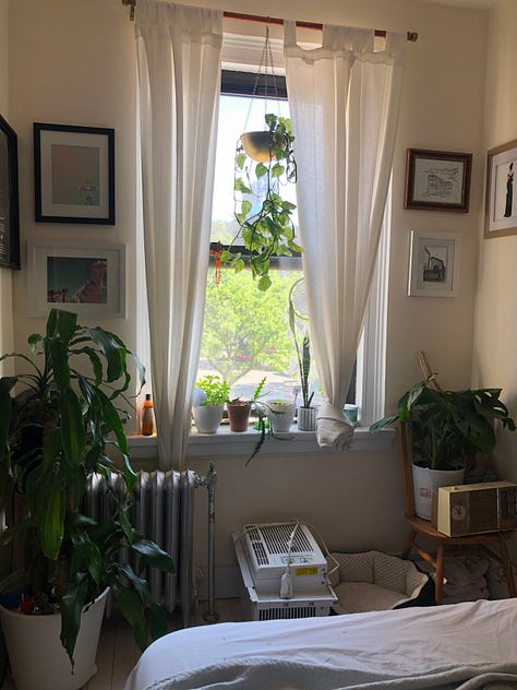 Top right hand corner, going clockwise, is Watson, a sneaky Tabby cat hiding among some plants in a window sill; then you have Jess, a white woman with glasses, holding a small house plant with yellow stripes on its leaves in her hands while another dangles in the window; next is Kim, an asian woman, holding another but larger tabby cat, Charlie, while sitting on a gray couch with plants covering the table in front of her, along with a laptop; next is Watson again, sitting in a pot; bottom-center you see more plants hanging from a window and two more plants flanking the sides of the window; and last many different plants, spiky, tall and leafy in a window sill overlooking a corner bodega.