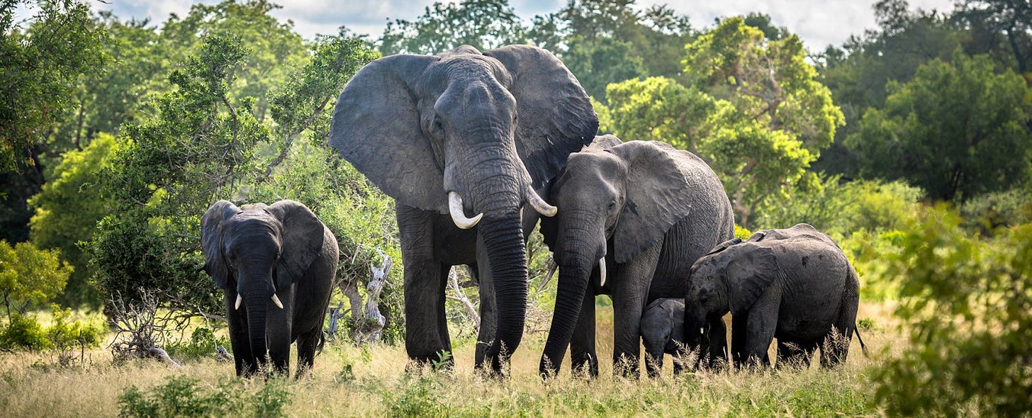 4th Day: Kruger National Park