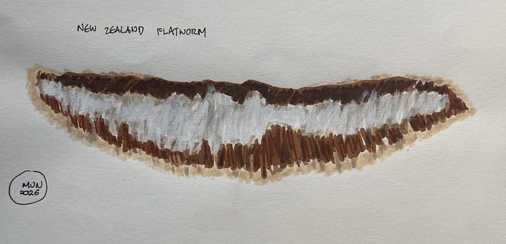 A felt pen drawing with some resemblance to a New Zealand flatworm and a slightly better line drawing