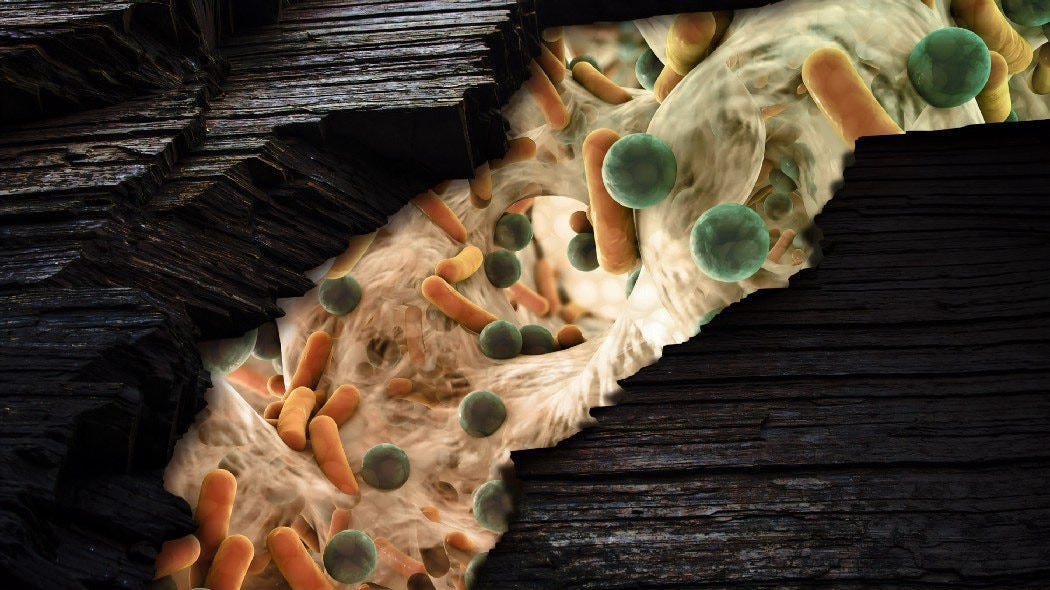 What The Microorganisms In Our Gut Can Do To The Biochemistry In The Body