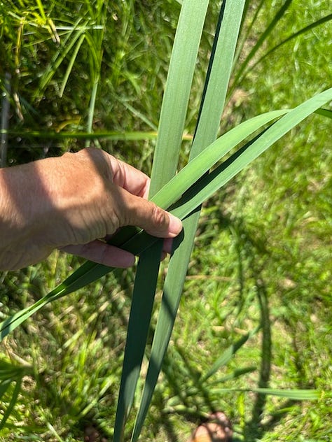 comparisons of common and narrow leaf cattails