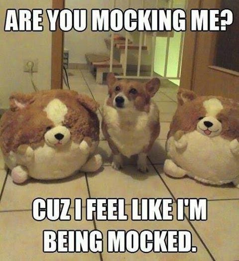 Funny Dog Memes That Will Have You Rolling - Mutt Scrub Products