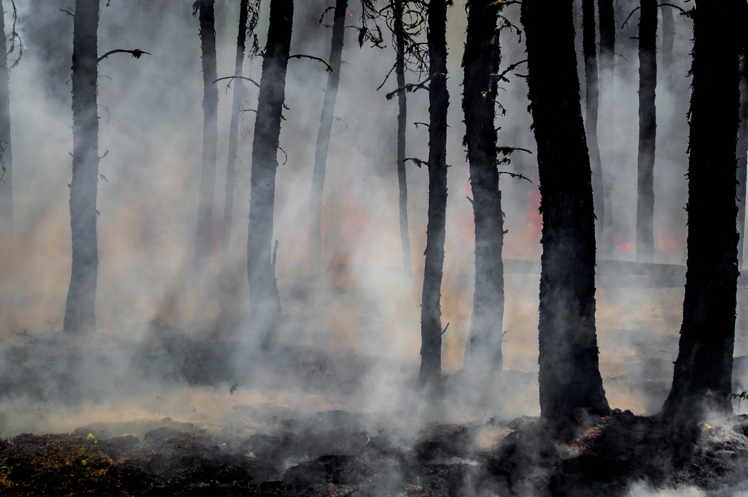 When Rain Follows Fire. In the areas that have been plagued by… | by Chase Walz | Planet OS (by Intertrust) | Medium When Rain Follows Fire. In the areas that have been plagued by… | by Chase Walz | Planet OS (by Intertrust) | Medium