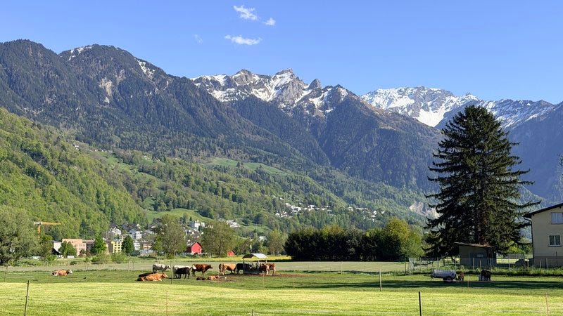 Photo of Swiss alps with cows in a field in the foreground