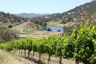 A - Somerston - vines and reservoir A - Somerston - vines and reservoir