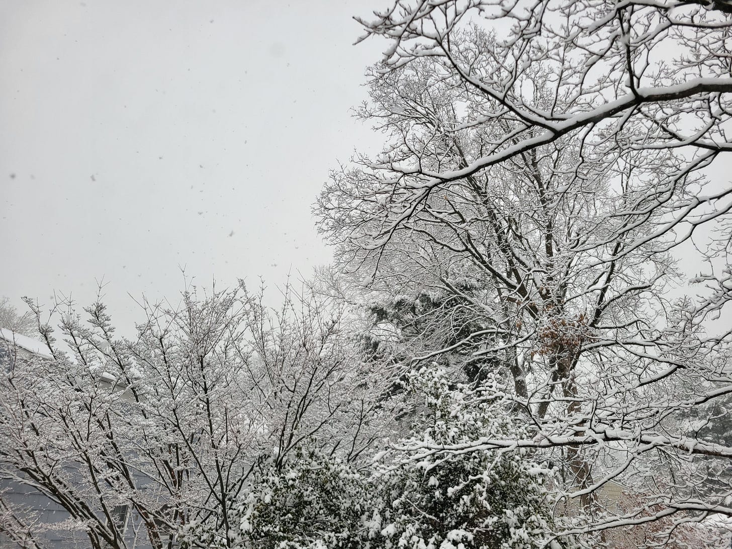 Snow filled sky with trees blanketed in white. Tree tops showing with rooftop of house barely visible on left side above which is the sky, the right side is all barren branches covered with snow Snow filled sky with trees blanketed in white. Tree tops showing with rooftop of house barely visible on left side above which is the sky, the right side is all barren branches covered with snow