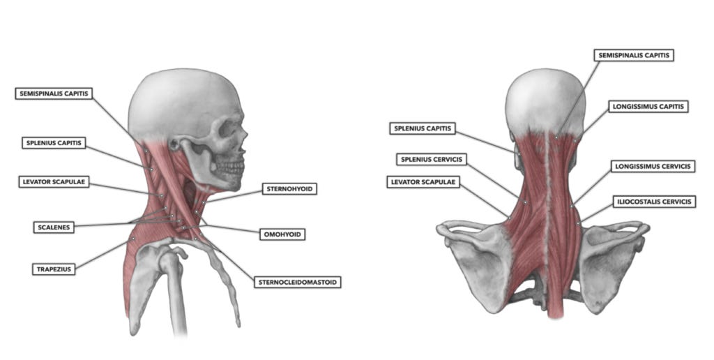 CrossFit | Midline Stability, Part 1: More Than the Core
