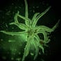 Alien Morphology's avatar