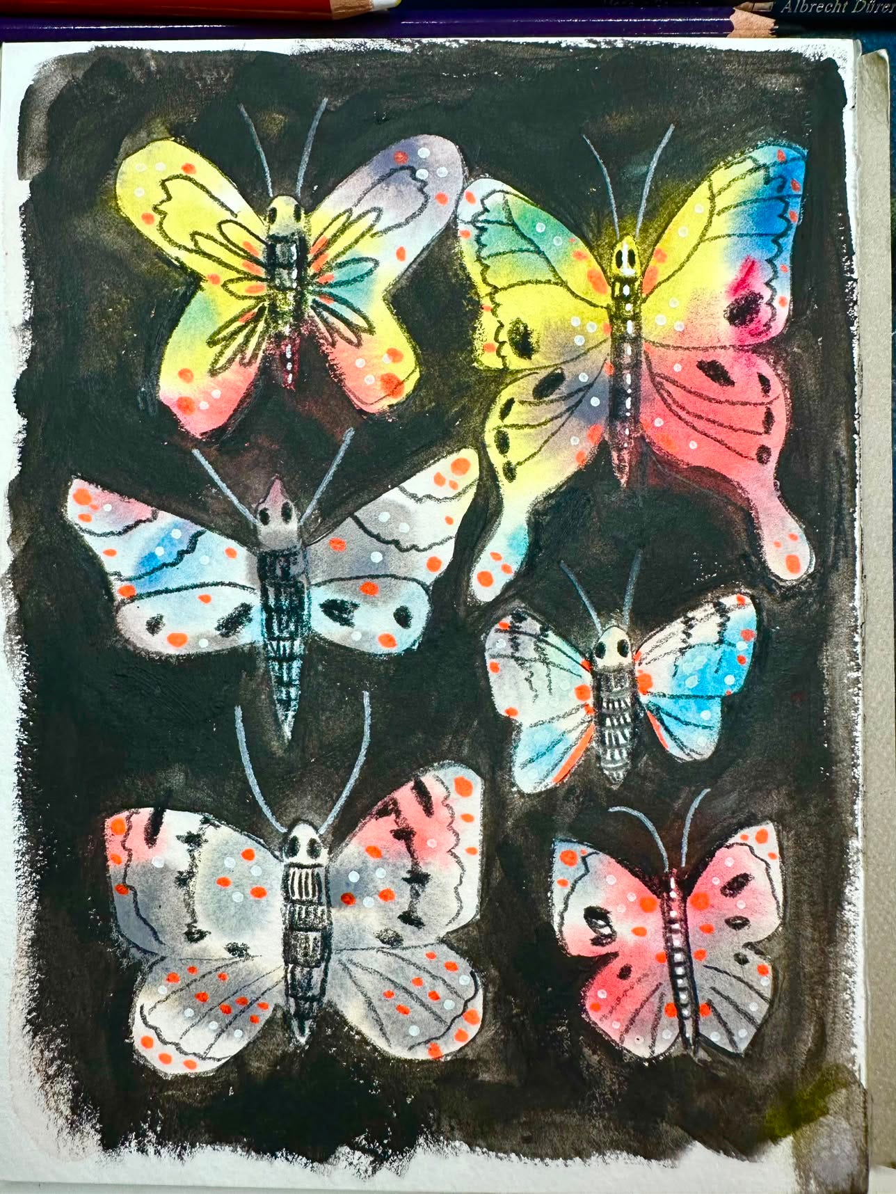 butterflies drawn by Jaimie Dent-Campbell butterflies drawn by Jaimie Dent-Campbell