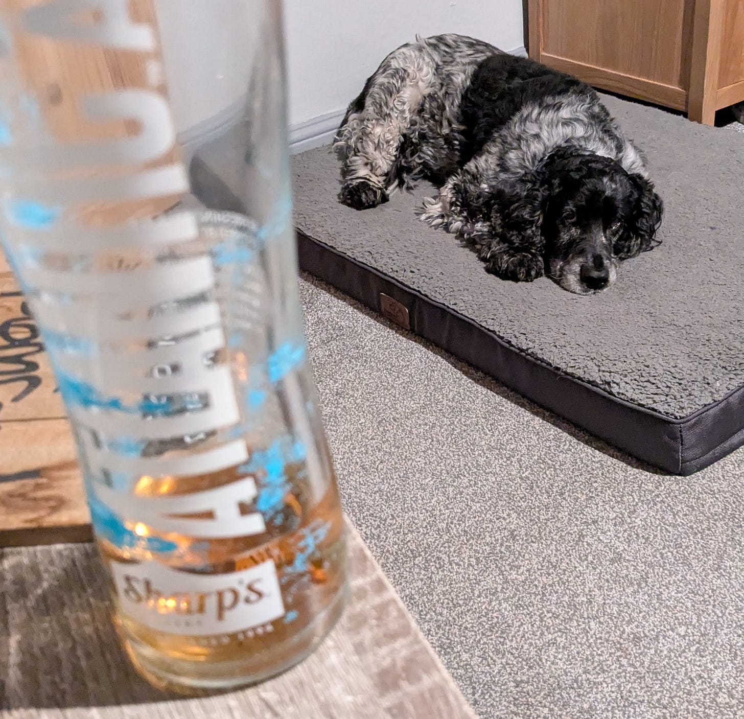 My perpetually disappointed spaniel. Looking perpetually disappointed. And the end of a pint of Skinner's Atlantic.