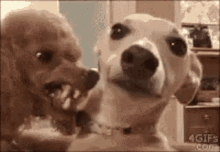 Angry Dog GIFs | Tenor