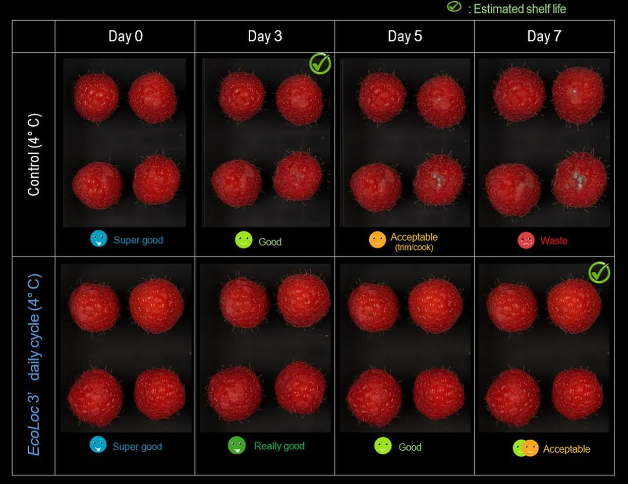 Outlasting a control group (top), raspberries stored at 4 °C (39 ºF) and disinfected using EcoLoc for three minutes daily remained in "an acceptable condition" after seven days Outlasting a control group (top), raspberries stored at 4 °C (39 ºF) and disinfected using EcoLoc for three minutes daily remained in "an acceptable condition" after seven days