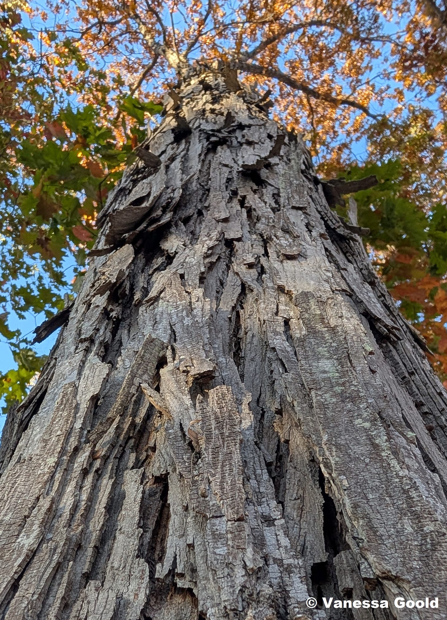shagbark hickory