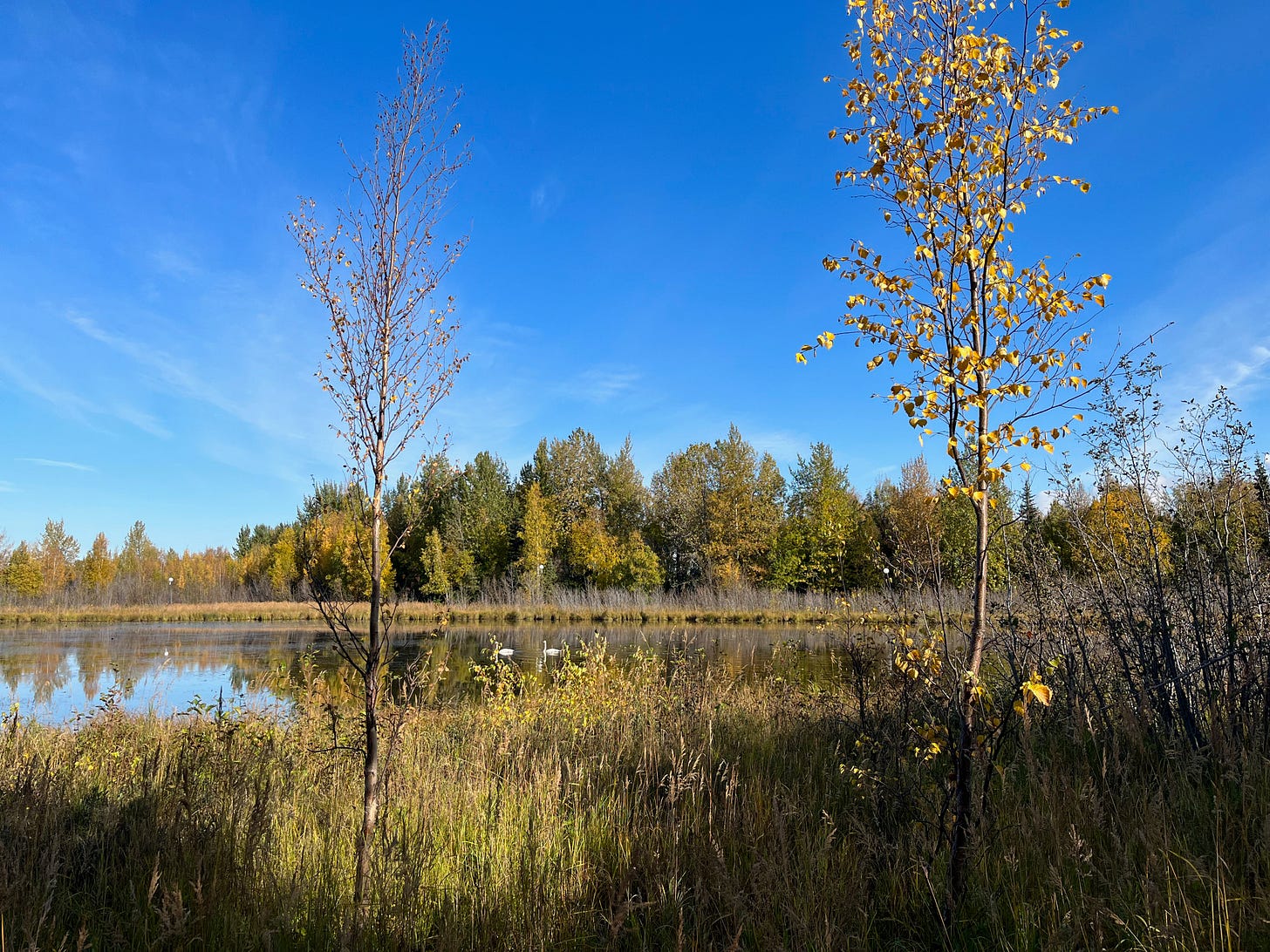 A pair of swans glide on a pond surrounded by birches turning yellow in the fall A pair of swans glide on a pond surrounded by birches turning yellow in the fall