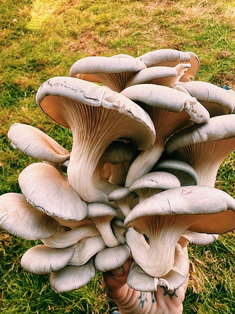 A mix of mushrooms I've grown myself or picked up from local growers.