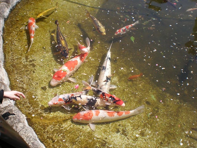 Huge Koi Carp Huge Koi Carp