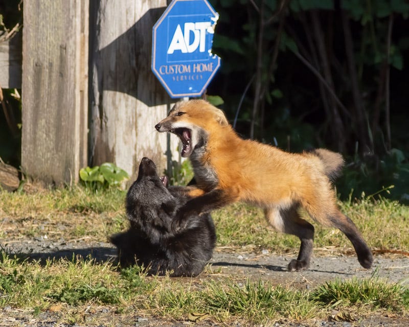 20250610-SJI3-1225-Edit.jpg 20250610-SJI3-1225-Edit.jpg