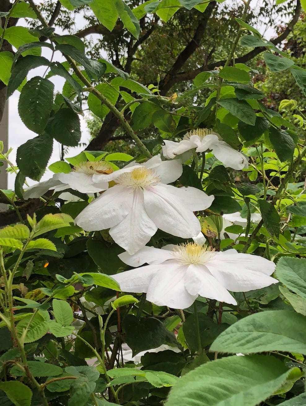 A dedication to the clematis - by Sarah Elizabeth