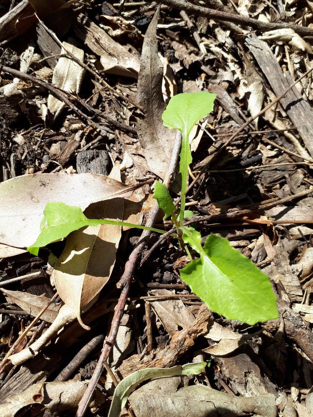 Sonchus [very young plant] sml.jpg