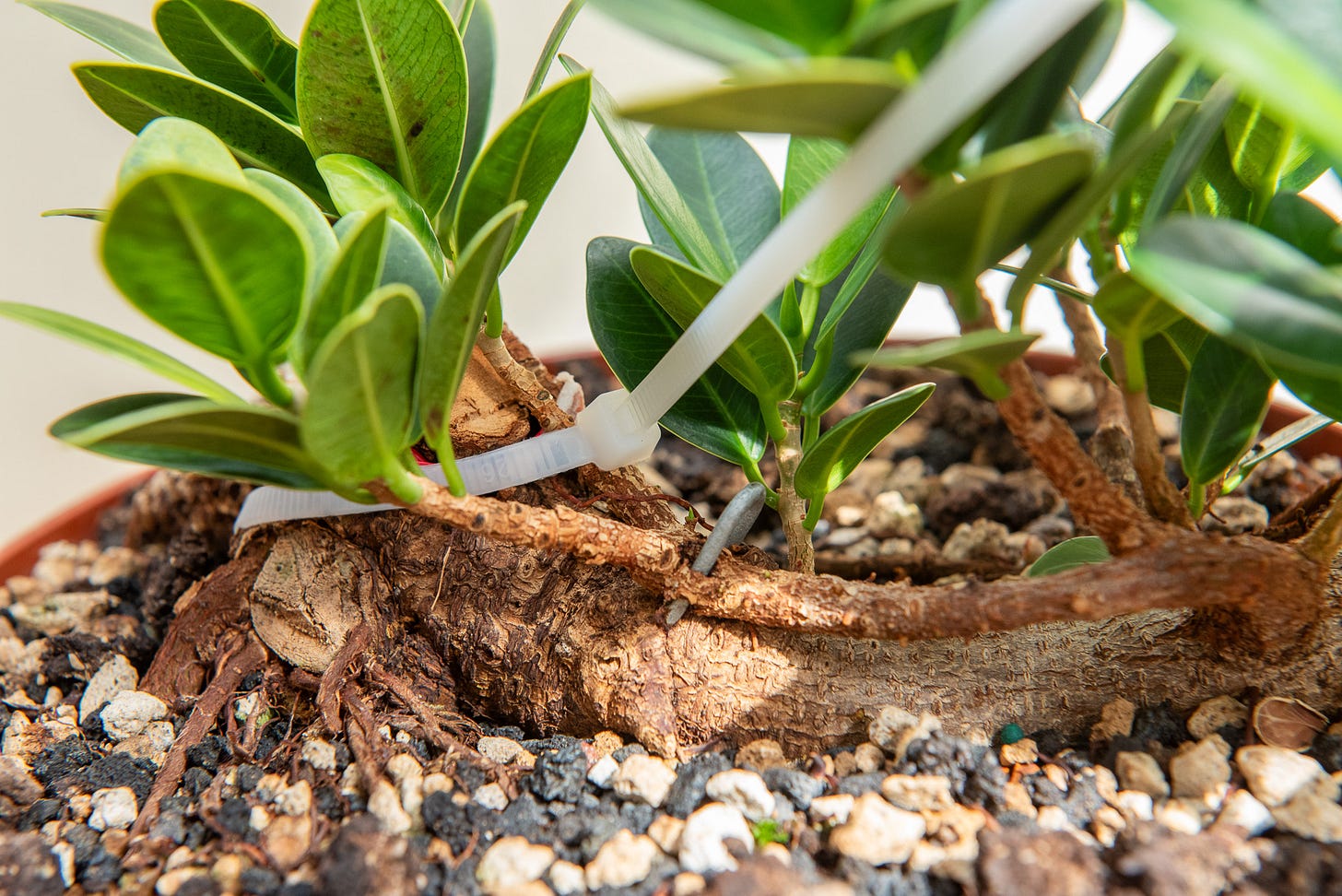 ID: ficus microcarpa raft bonsai