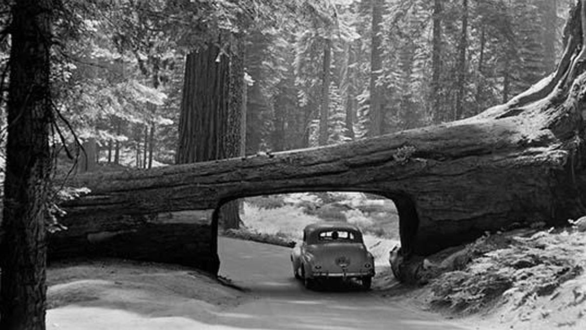 SEQUOIA NP + THREE RIVERS GUIDE - BWEX WANDERS