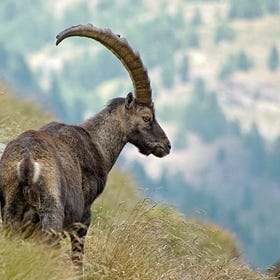 Les traileurs emmerdent-ils les bouquetins ?