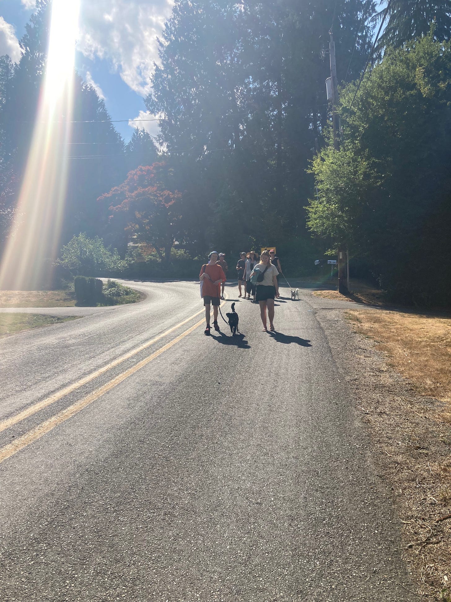A group of people walking down a road. It's sunny; some are walking dogs.