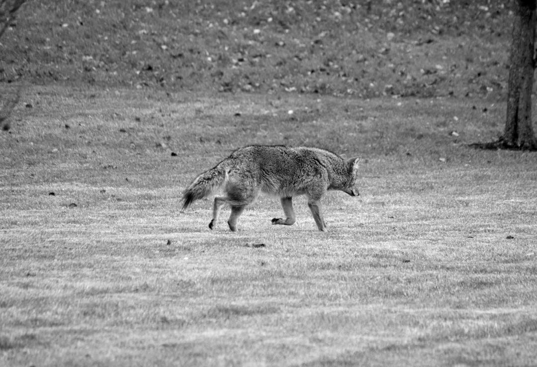 a hyena walking in a field a hyena walking in a field