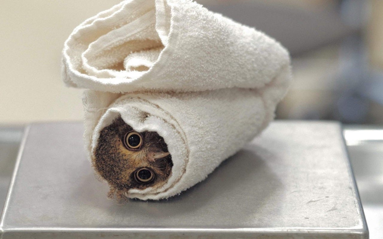 Adorable baby mountain scops owl in Taiwan