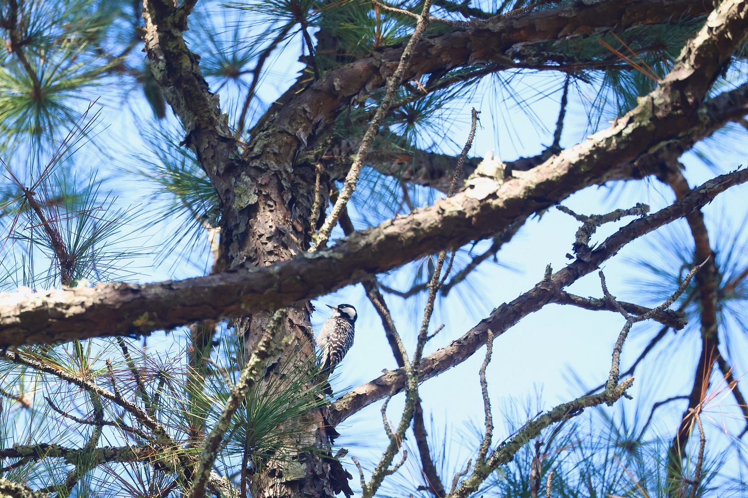 a gnarly pine tree whose main trunk is think and which goes up the left third of the image and curves to the right with branches falling out. there the bark is flaky and the pine needles are long. there is a small woodpecker on the right side of the lower part of the trunk with a heavily white-spotted black back, faintly black=spotted white belly, and bright white cheeks framed by a black head and nape.