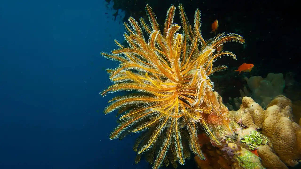 Modern Crinoid – Feather Star. Credit: Jackdrafahl / pixabay.com Modern Crinoid – Feather Star. Credit: Jackdrafahl / pixabay.com