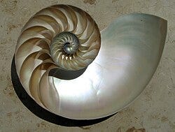https://upload.wikimedia.org/wikipedia/commons/thumb/0/08/NautilusCutawayLogarithmicSpiral.jpg/250px-NautilusCutawayLogarithmicSpiral.jpg