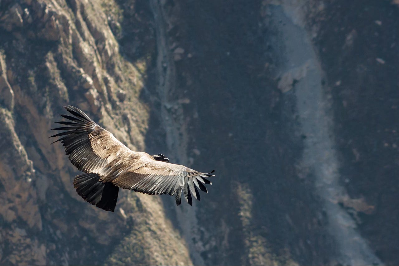 Ein Condor segelt über einem Tal - Sinnbild für grenzenlose Freiheit. Quelle: jmarti20 auf Pixabay Ein Condor segelt über einem Tal - Sinnbild für grenzenlose Freiheit. Quelle: jmarti20 auf Pixabay