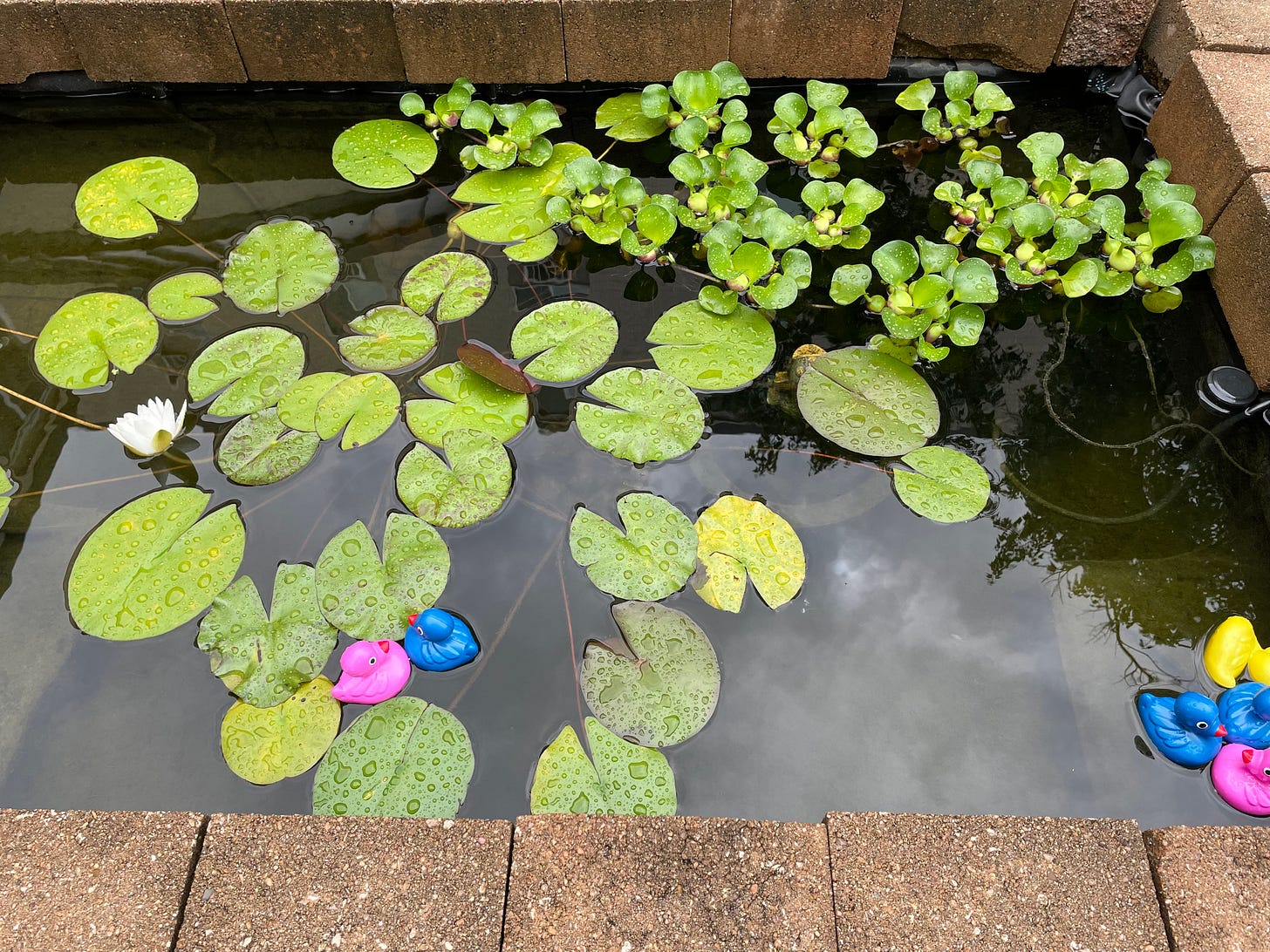 Lily Pond 