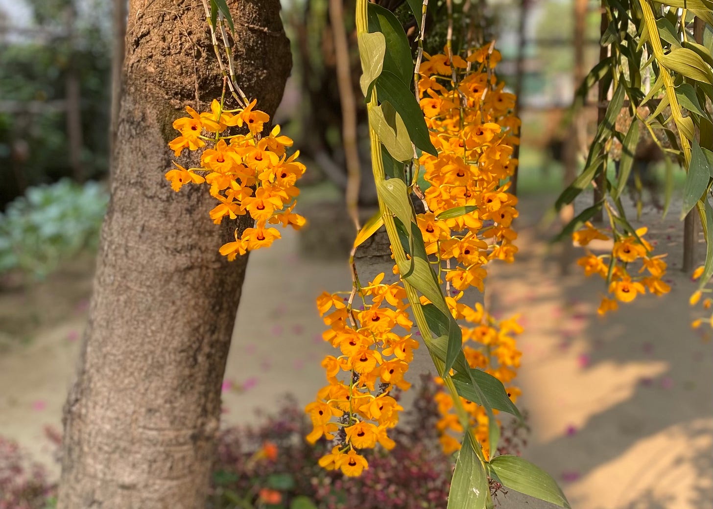 A flowing orchid in full bloom, symbolizing the gentle, unassuming beauty of Assamese culture.