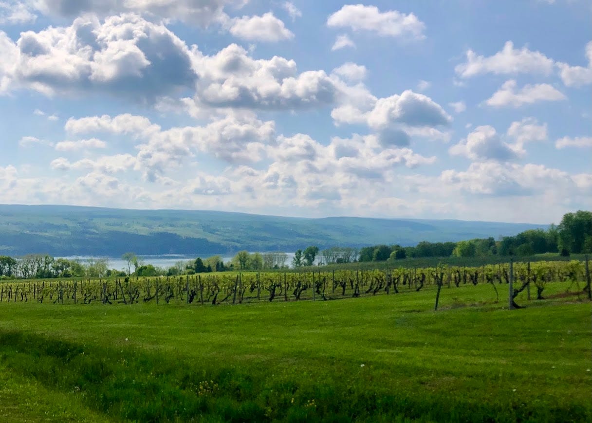 Rows of budding grapevines in a Finger Lakes vineyard, with the lake and rolling hills visible under a partly cloudy sky