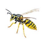 Yellowjacket Facts & Identification | Florida Pest Control