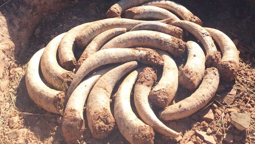 Biodynamic winemaking brings together cosmic calendars and cow horns filled with manure - ABC News Biodynamic winemaking brings together cosmic calendars and cow horns filled with manure - ABC News