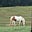 Momofhorses's avatar