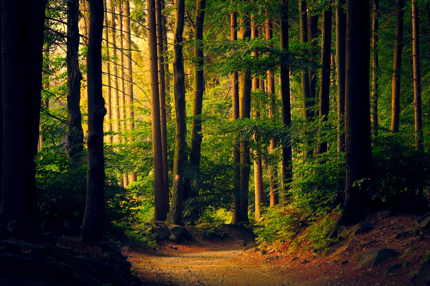 Credit: Lukasz Szmigiel