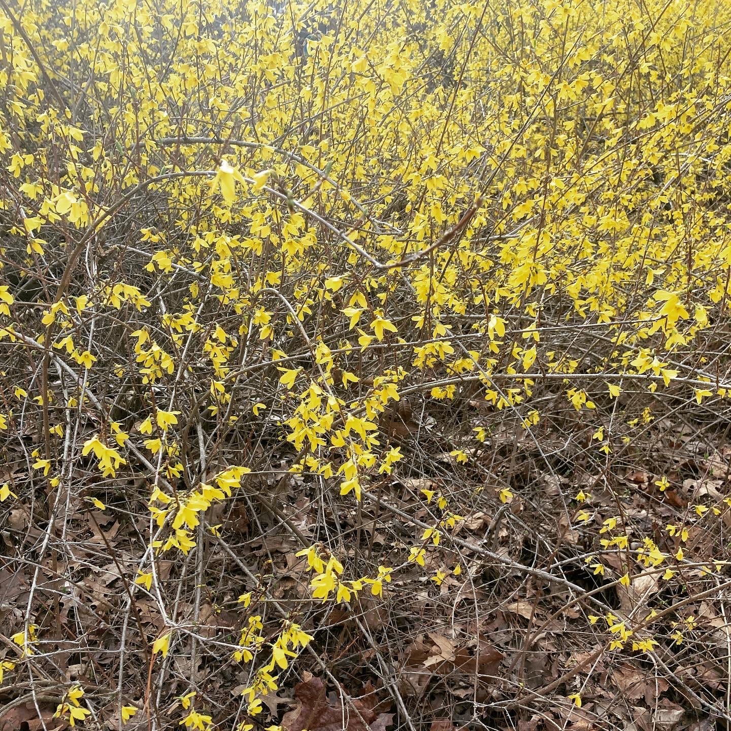 A forsythia bush in bloom