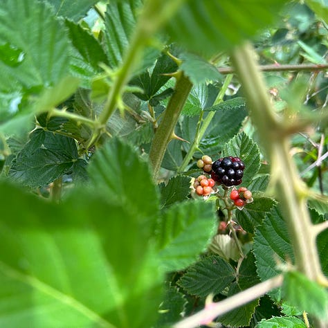 Three images detailing blackberry harvesting. The first image shows five green berries, which are definitely not ripe.The second image shows a child's hand reaching into a thicket of thorns to retrieve a juicy blackberry. The final image is a glimpse through a thicket of thorns, at the end of which is a plump berry waiting to be collected.