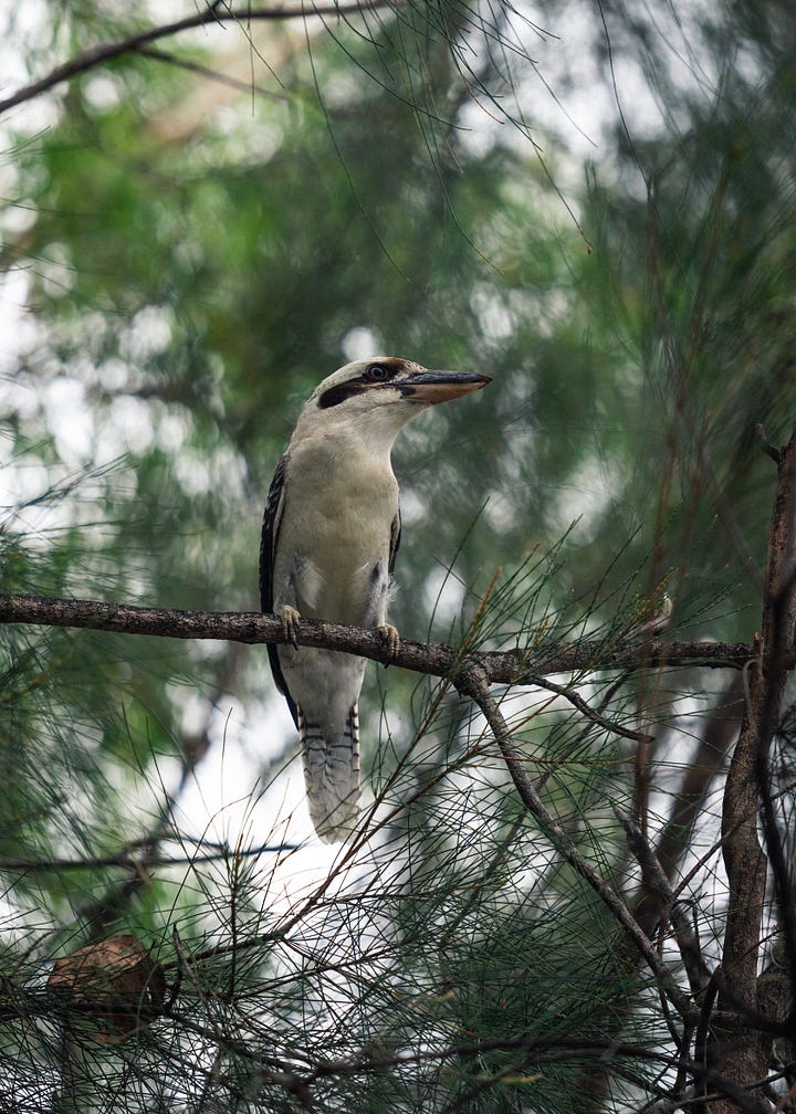 Kookaburras Australian garden