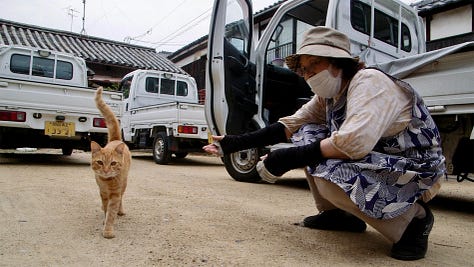Stills from the new release films The Amateur, The Cats of Gokogu Shrine and Death of a Unicorn.