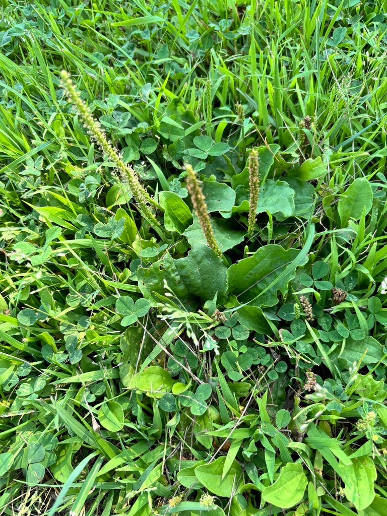 Greater Plantain Greater Plantain