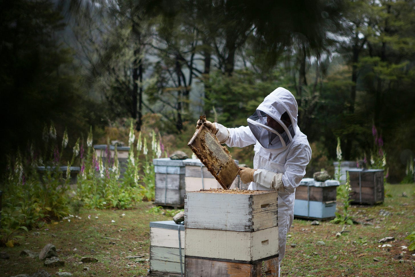 A human beekeeper wears a full protective bee suit, standing next to a wooden beehive box. The beekeeper is lifting a wooden frame filled with comb out of the box. Half a dozen other beehive boxes sit in the area behind the beekeeper A human beekeeper wears a full protective bee suit, standing next to a wooden beehive box. The beekeeper is lifting a wooden frame filled with comb out of the box. Half a dozen other beehive boxes sit in the area behind the beekeeper