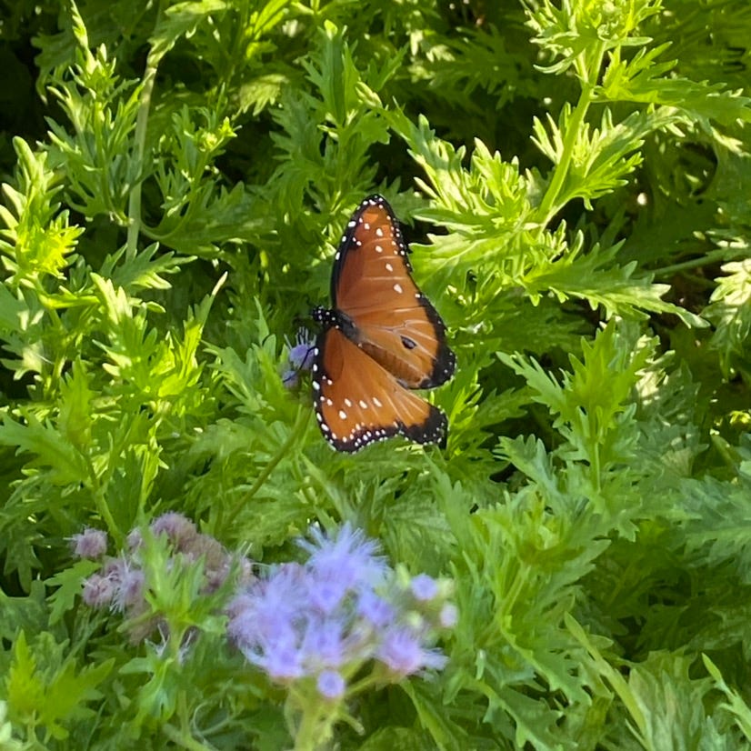 \ud83c\udf1cthe midnight poetry book\ud83c\udf1b