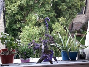plants