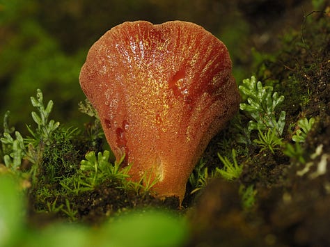 red pink beefsteak mushroom