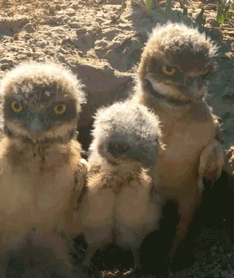Some burrowing owlets (I think AZ?) from Nat Geo
